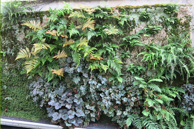 Digging Deeper: Wilding Walls, Fruiting Fences